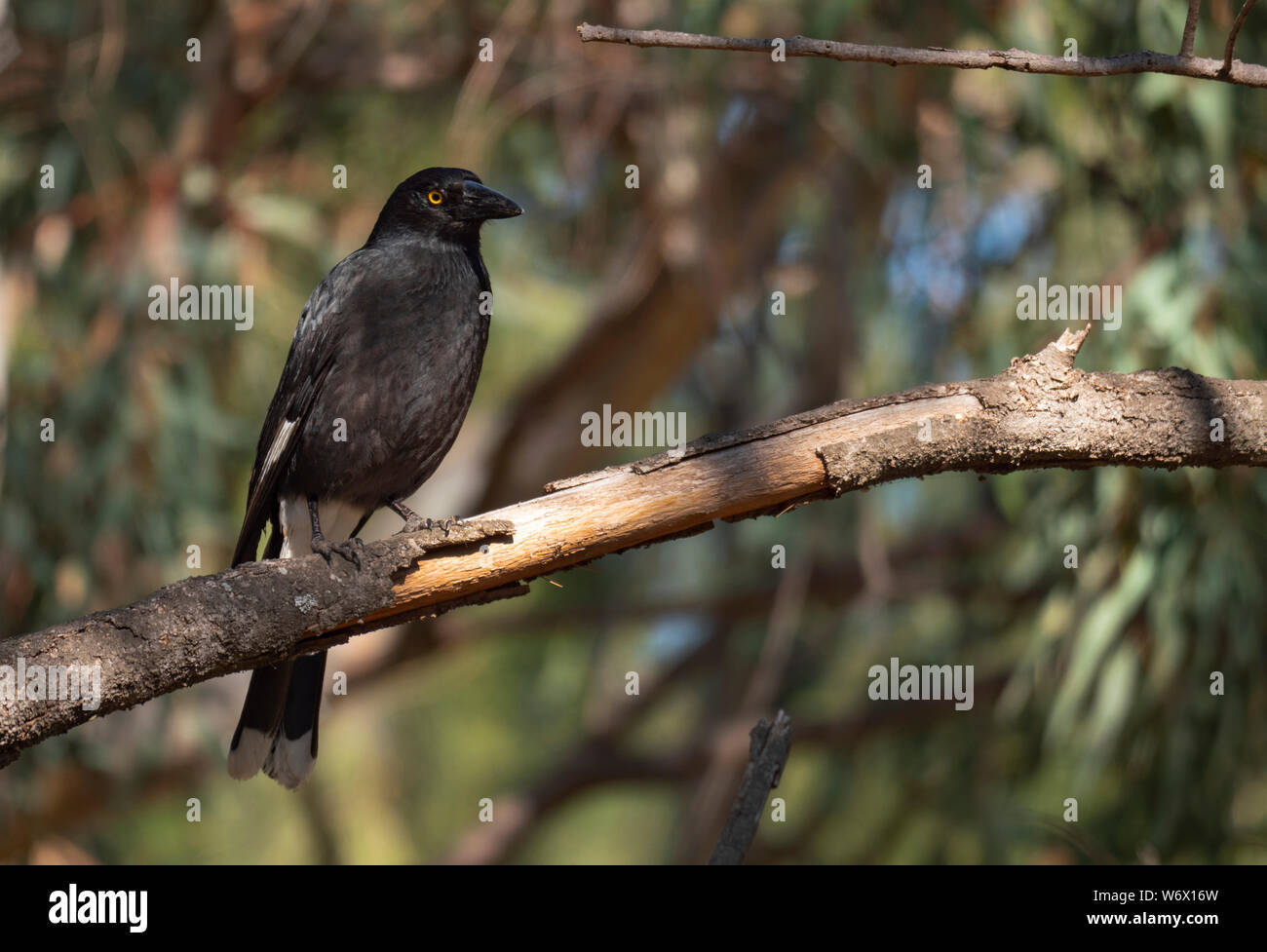 Un pied, Currawong , perché dans un arbre près de Dubbo, centre ouest de la Nouvelle-Galles du Sud, Australie Banque D'Images