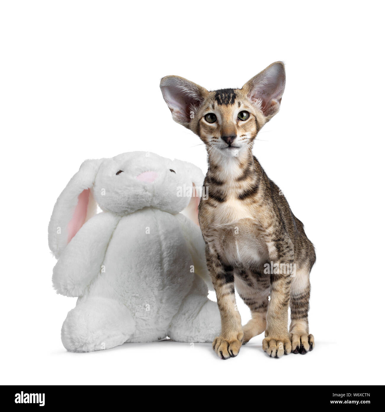 Oriental Shorthair chaton mignon, debout à côté de pluche blanc bunny. À la curieux de lentille avec les yeux verts. Isolé sur fond blanc. Banque D'Images