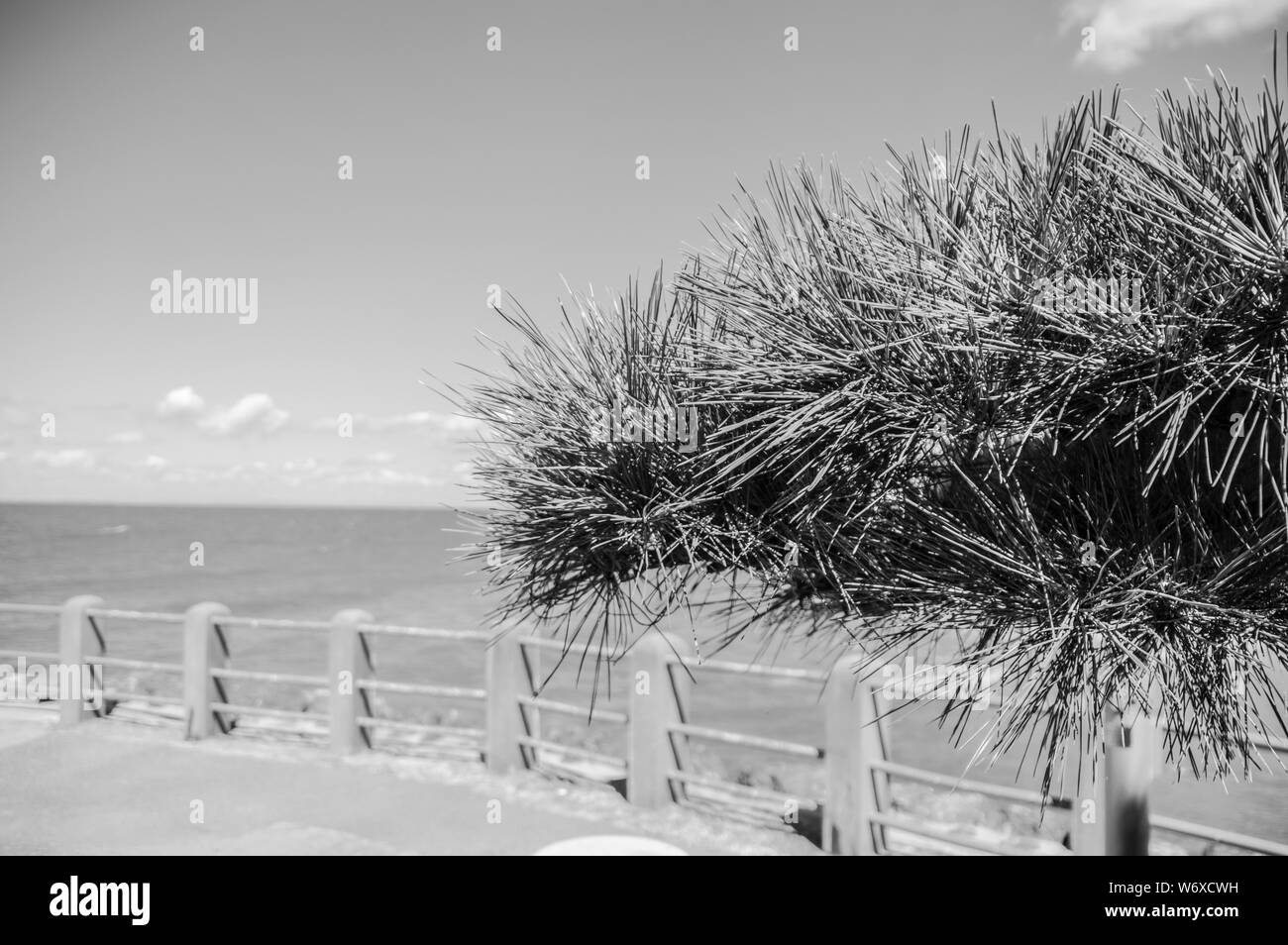 Pine Tree le long de la côte de l'Ise 2016 Le Japon en noir et blanc Banque D'Images