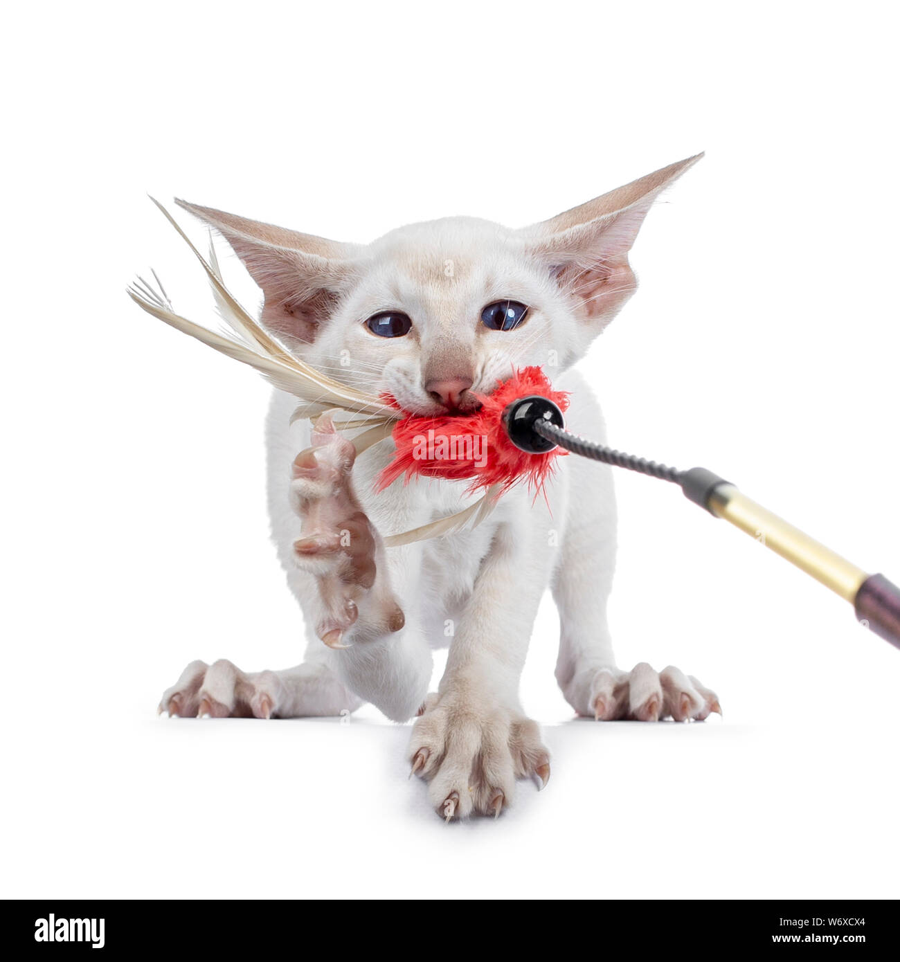 Funny chaton siamois tirant une plume jouet avec la bouche. À la Croix-Rouge eyed à toy/appareil photo. Paw dans l'air montrant les ongles. Isolé sur fond blanc. Banque D'Images