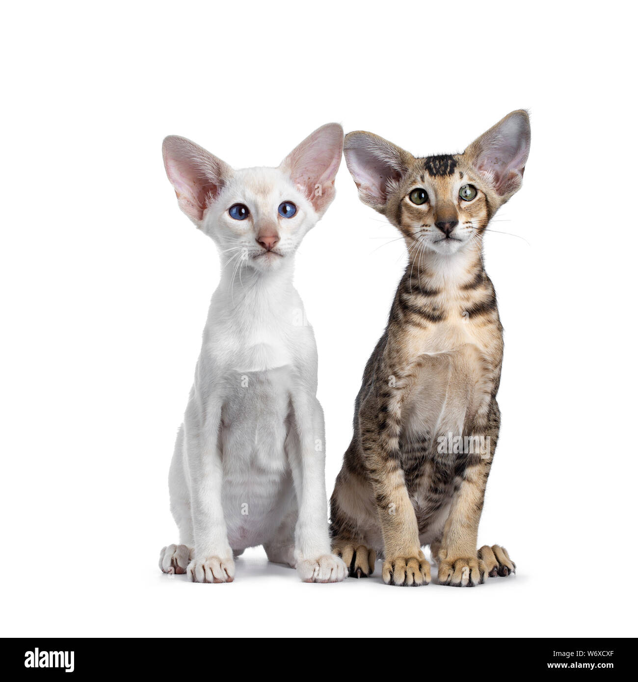Chaton siamois et oriental poil court, assis côte à côte. En regardant avec les yeux vert/bleu. Isolé sur un fond blanc. Banque D'Images