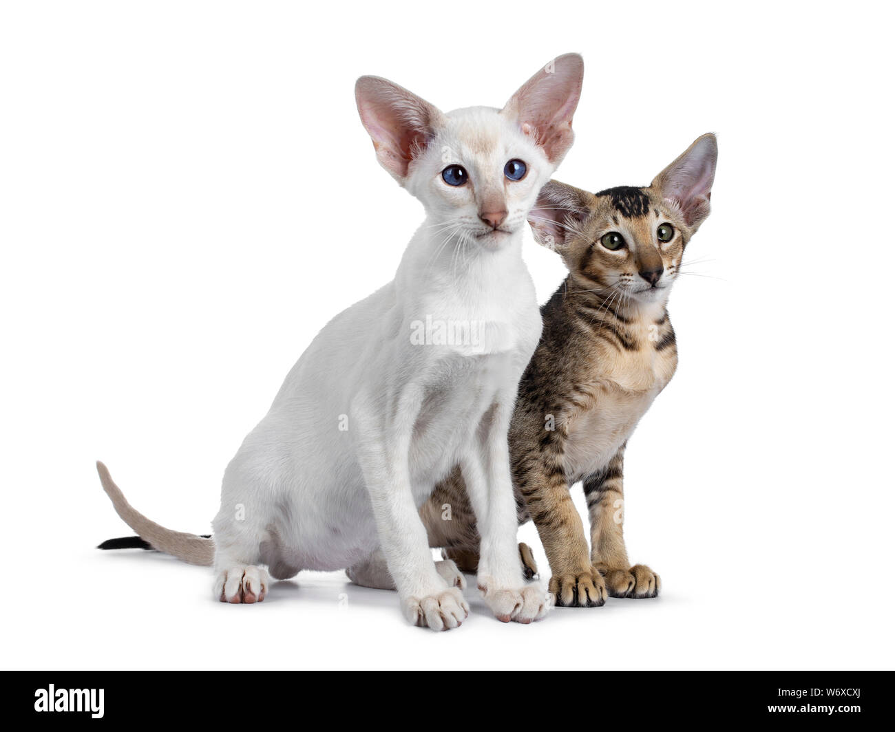 Chaton siamois et oriental poil court, assis côte à côte côté. À côté de lentille avec vert / bleu les yeux. Isolé sur une zone blanche Banque D'Images