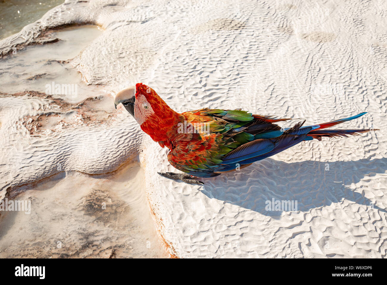 Cute bright colorful parrot sur la surface blanc travertin piscines à Pamukkale, Turquie Banque D'Images