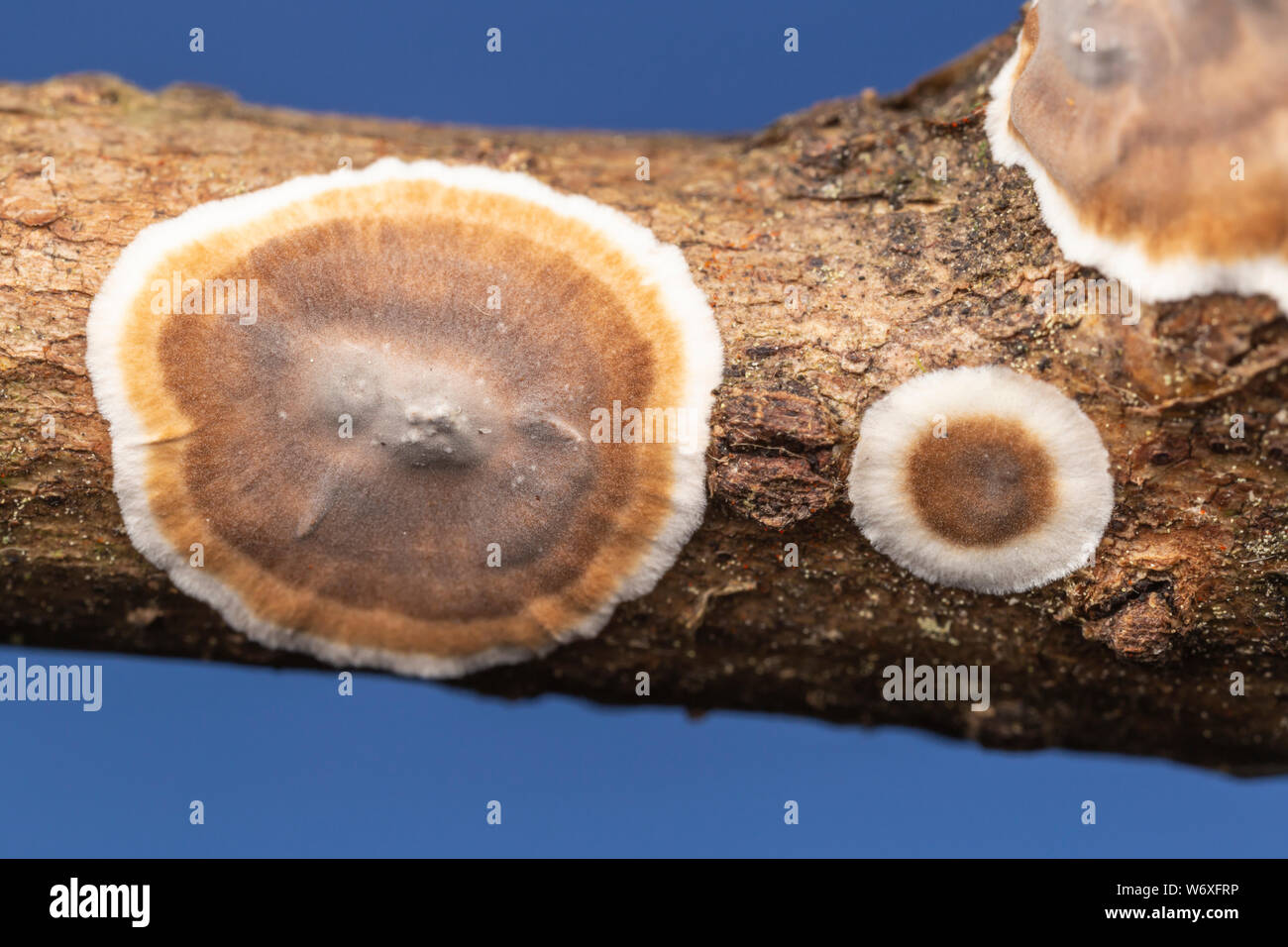 Taches de girafe (Peniophora albobadia) sur une brindille en décomposition. Banque D'Images