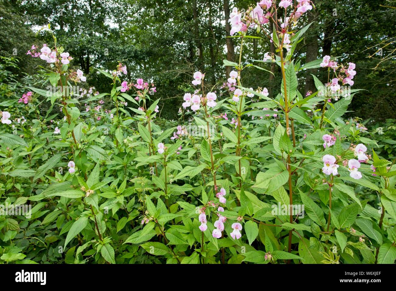 Balsamine de l'Himalaya (Impatiens glandulifera) à d'autres espèces de plantes exotiques envahissantes, East Sussex, UK Banque D'Images