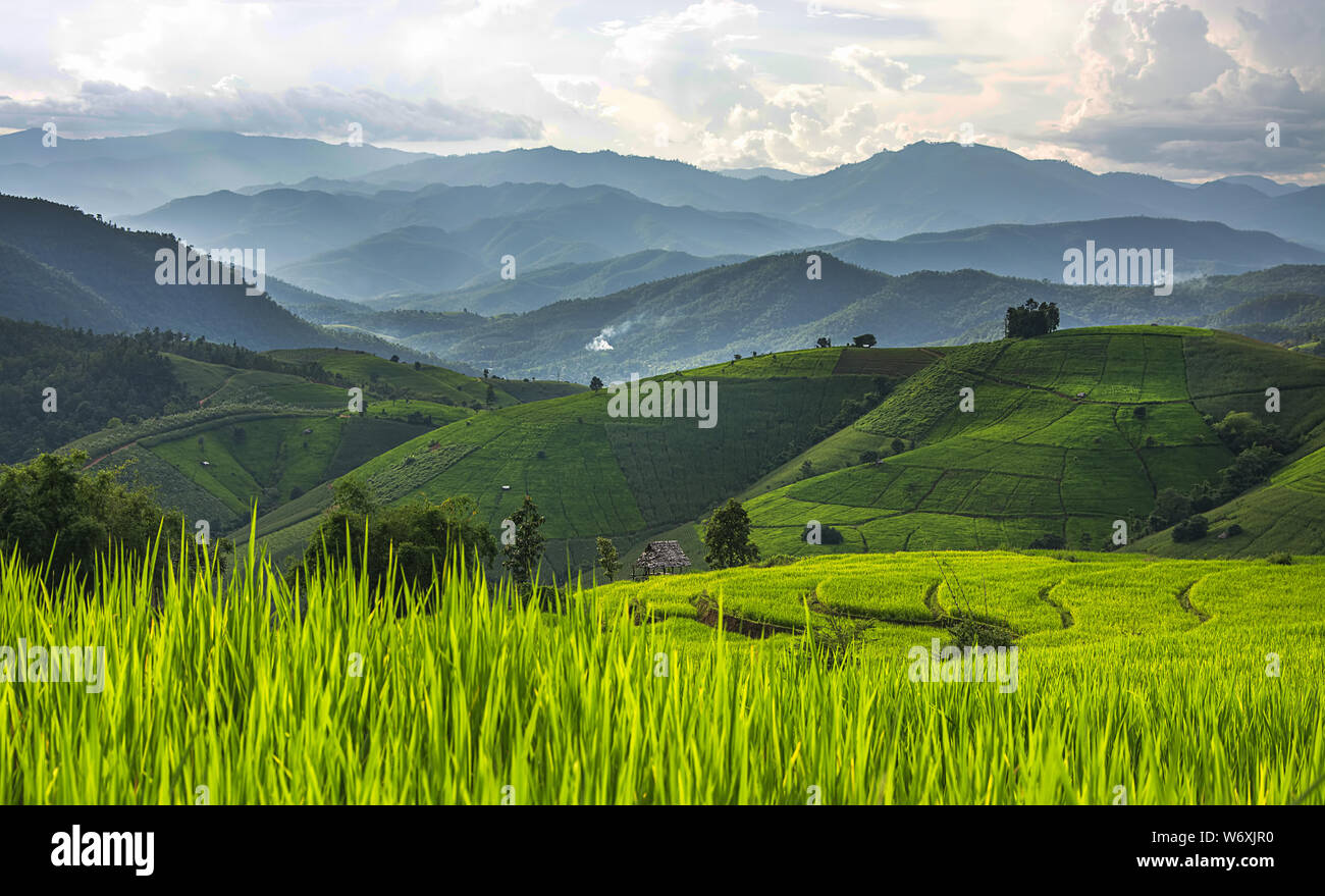 Verdure en terrasses de riz en saison des pluies sur le terrain avec les couches de la montagne à Baan Pa Bong Piang village de Chiangmai, Thaïlande Banque D'Images