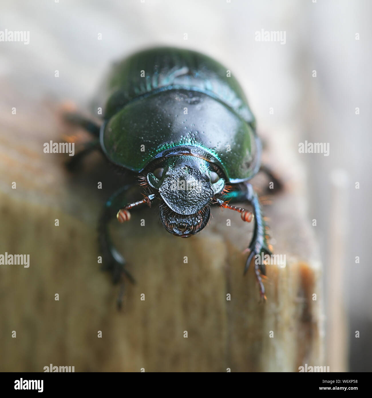 Anoplotrupes stercorosus, connu sous le nom de dor beetle, une espèce de terre plate-bousiers Banque D'Images