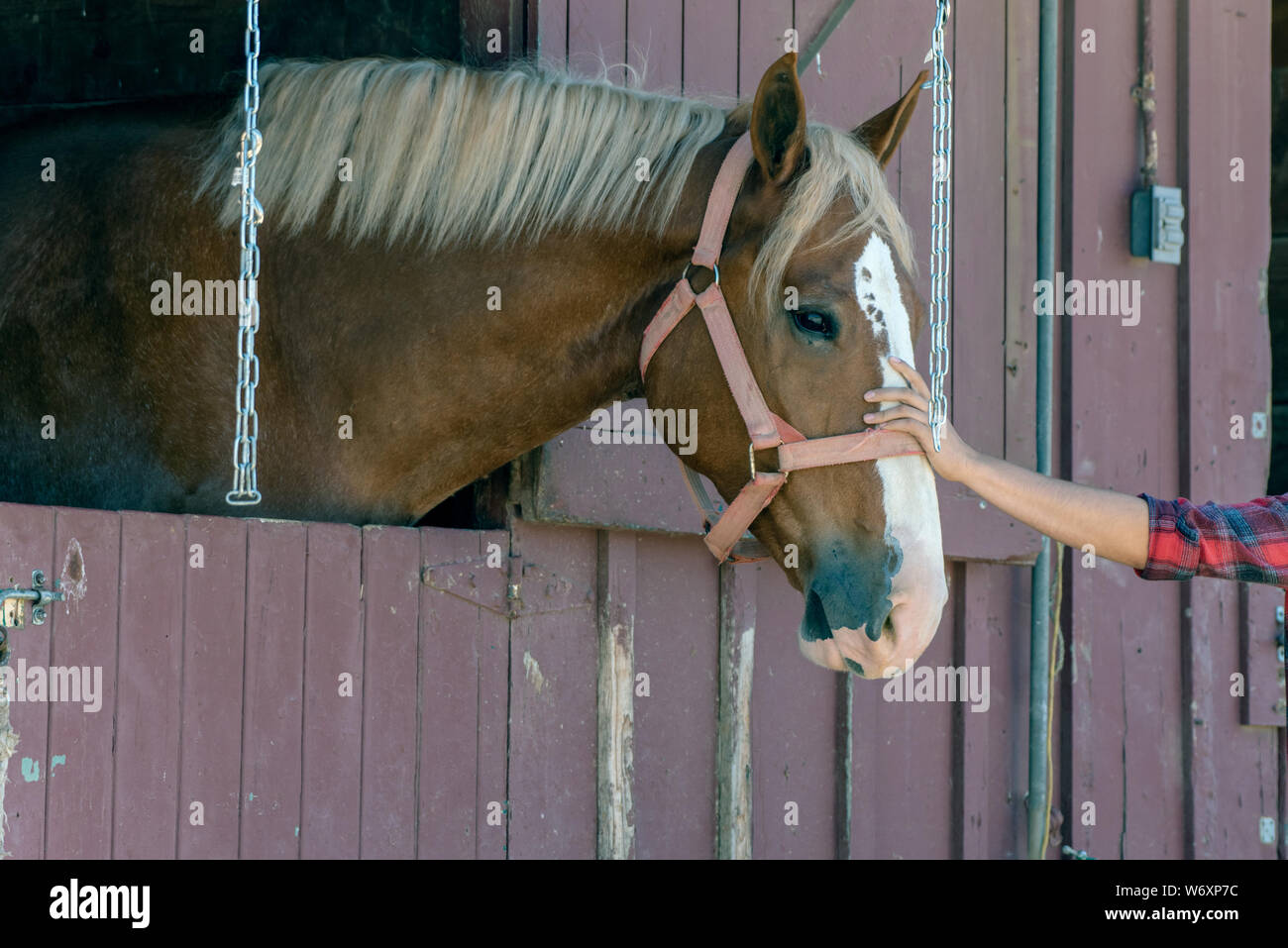 Tête de cheval marron est à la main de l'homme caresser sa longue et front blanc tout en regardant par la porte de l'écurie. Banque D'Images