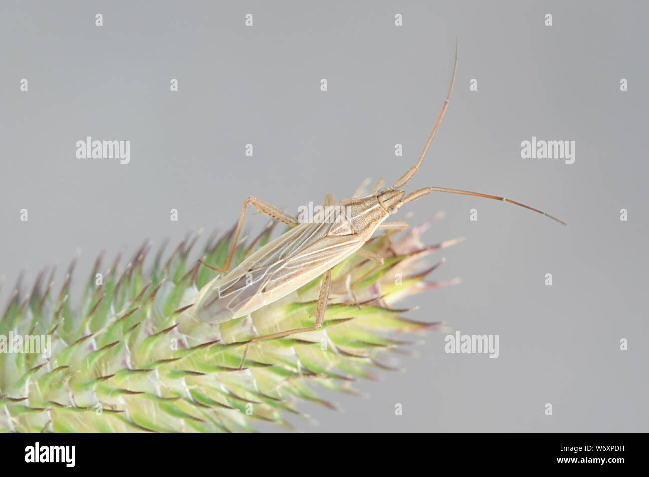Stenodema calcaratum, une espèce d'herbe allongée bugs Banque D'Images