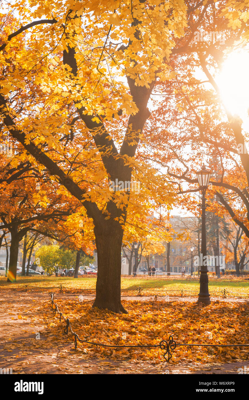 Paysage d'automne, old maple avec des feuilles jaunes dans un parc de la ville éclairée par le soleil Banque D'Images