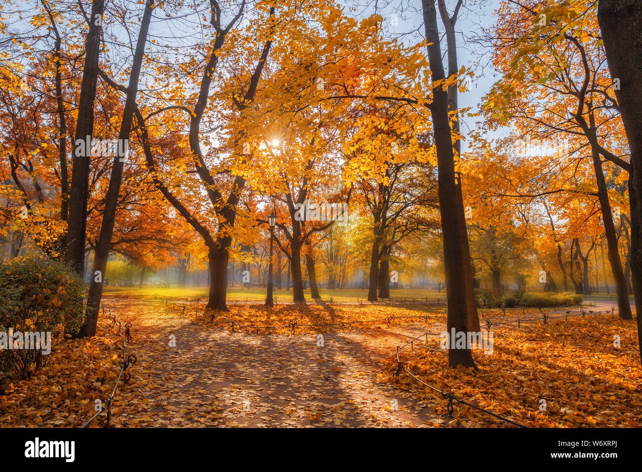 Paysage d'automne, parc de la ville sur une journée ensoleillée d'automne, le soleil brille à travers les feuilles d'érable jaune. Les chemins du parc couvert de feuilles tombées Banque D'Images