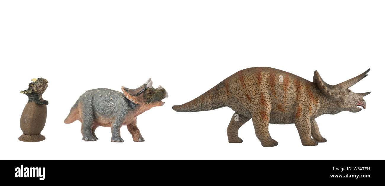 Évolution de triceratops en années. Jeunes et adultes, bébé triceratops isolé sur fond blanc Banque D'Images