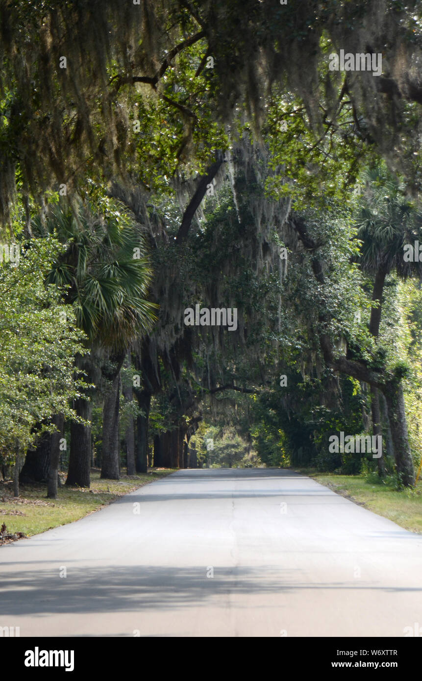 MELANCHOLY LANE : une rangée de saules pleureurs pendent au-dessus de la route menant au cimetière historique de Colonial Park dans le centre-ville de Savannah, en Géorgie. Banque D'Images