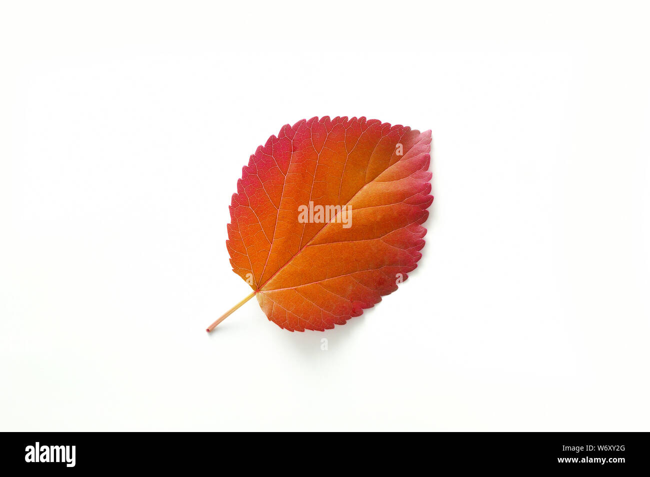 feuille d'automne orange de peuplier sur fond blanc avec place pour votre texte. CopySpace Banque D'Images