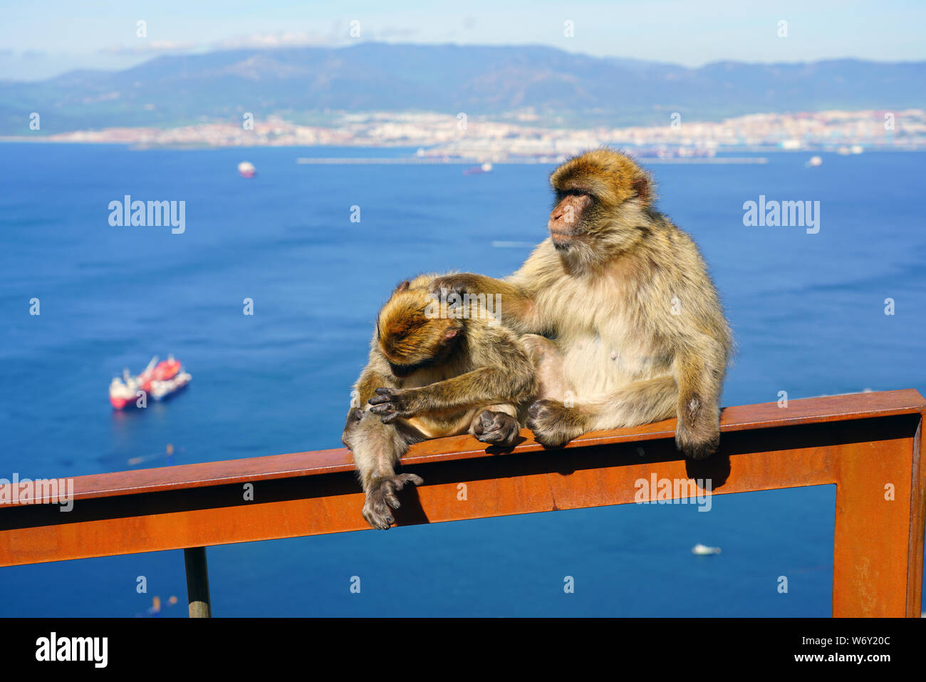 Vue de deux macaques de barbarie sauvage chaque toilettage autres au sommet du rocher de Gibraltar Banque D'Images