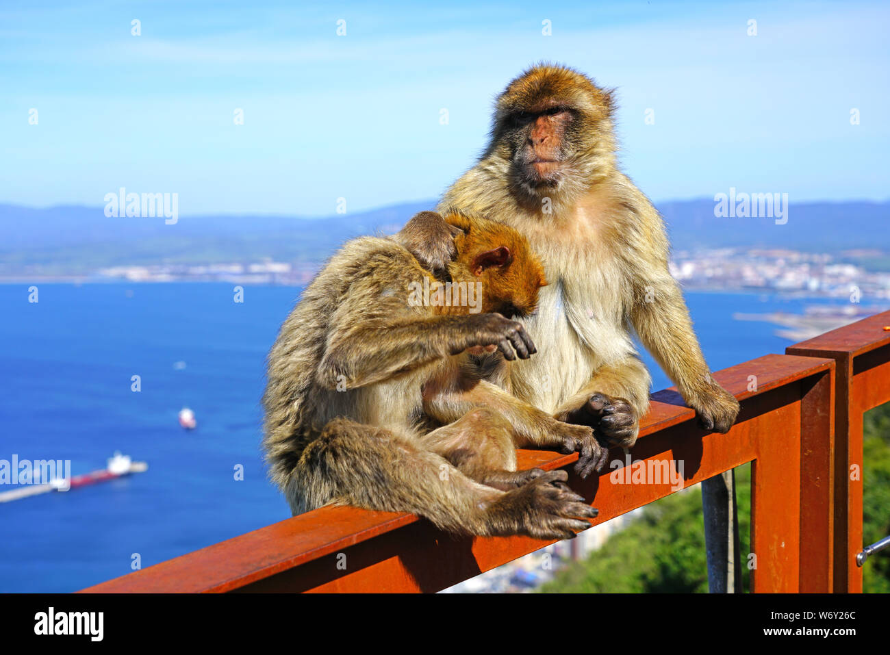 Vue de deux macaques de barbarie sauvage chaque toilettage autres au sommet du rocher de Gibraltar Banque D'Images