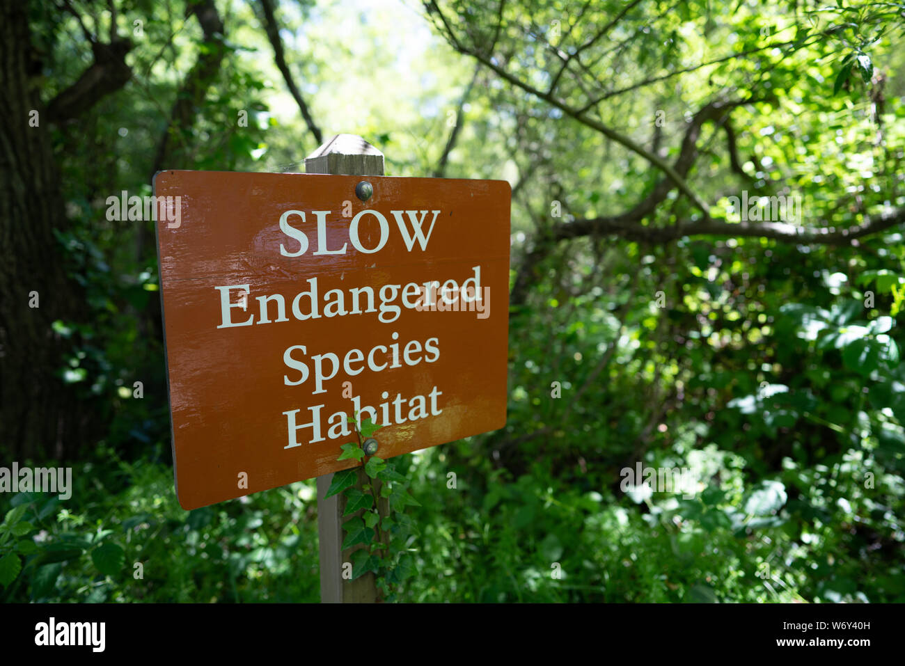 Les espèces en voie de disparition lente signe de l'habitat de la superficie forestière, nature protégée Banque D'Images