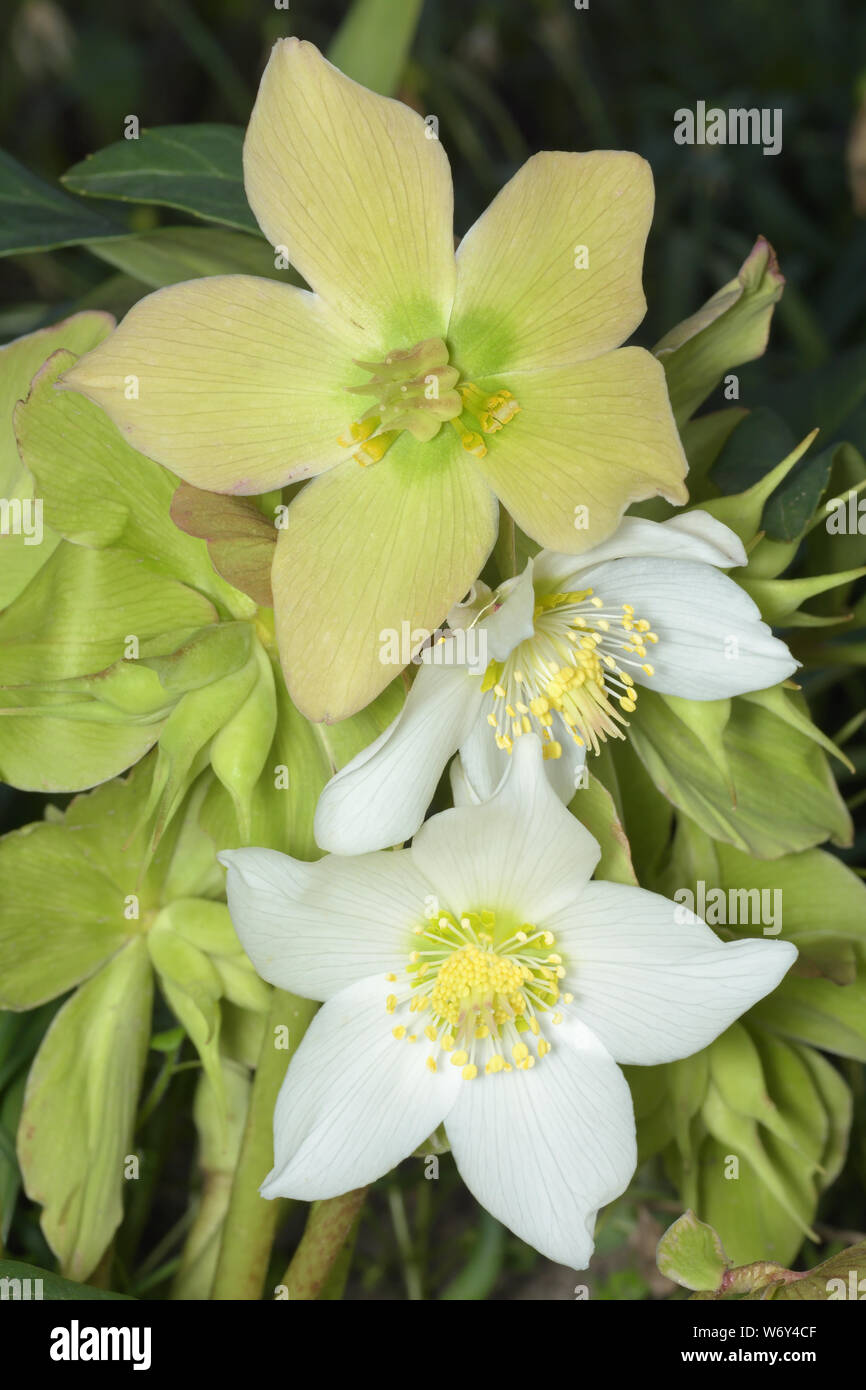 Helleborus niger, rose de Noël, Schneerose Banque D'Images