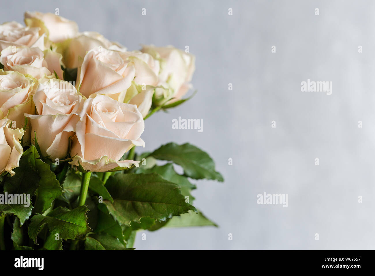 Close up beige roses sur fond gris. Notion de contexte pour le texte avec des fleurs Banque D'Images Close up beige roses sur fond gris. Notion de contexte pour le texte avec des fleurs Banque D'Images