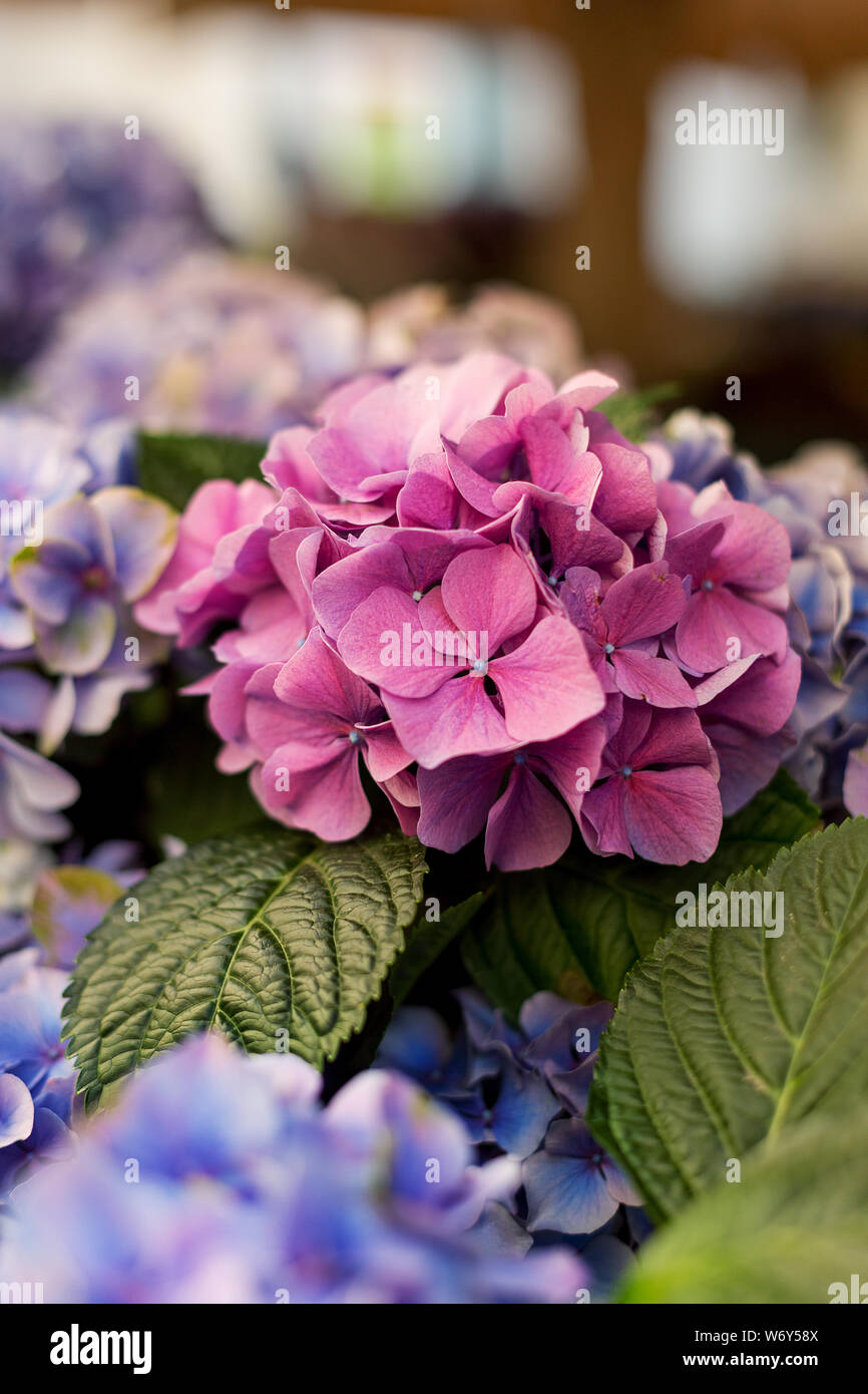 Close up rose hortensia à feuilles vertes. Composition de jardinage, concept de fleurs d'été Banque D'Images Close up rose hortensia à feuilles vertes. Composition de jardinage, concept de fleurs d'été Banque D'Images
