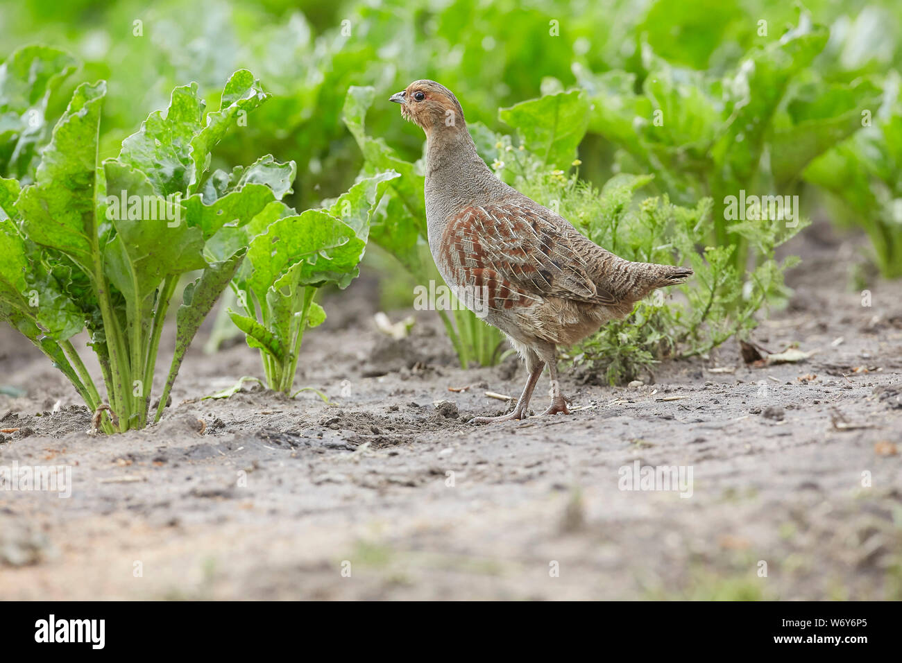 Perdrix grise Perdix perdix, dans le sucre de betterave, East Yorkshire, UK Banque D'Images