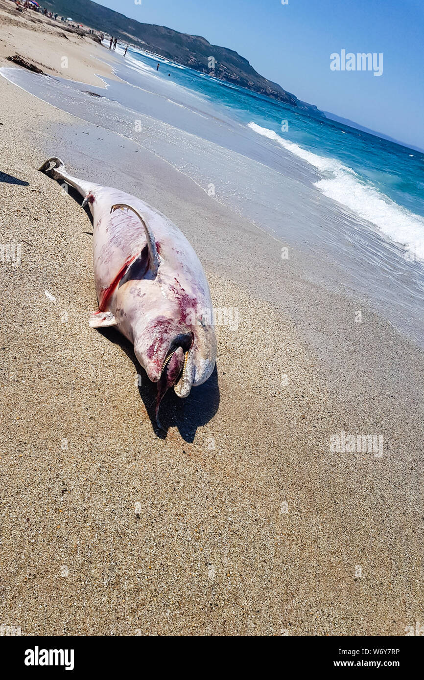 Gonnesa, Fontanamare Beach - Août 03, 2019 : une espèce protégée de Dauphin, dans un état avancé de décomposition. Prises à terre par la tempête à la Banque D'Images