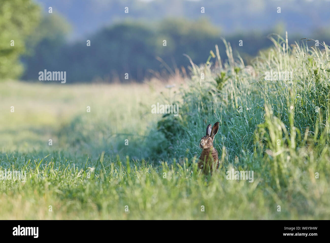 Lièvre brun (Lepus europaeus) UK Banque D'Images