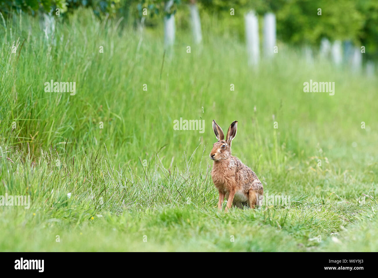 Lièvre brun (Lepus europaeus) UK Banque D'Images