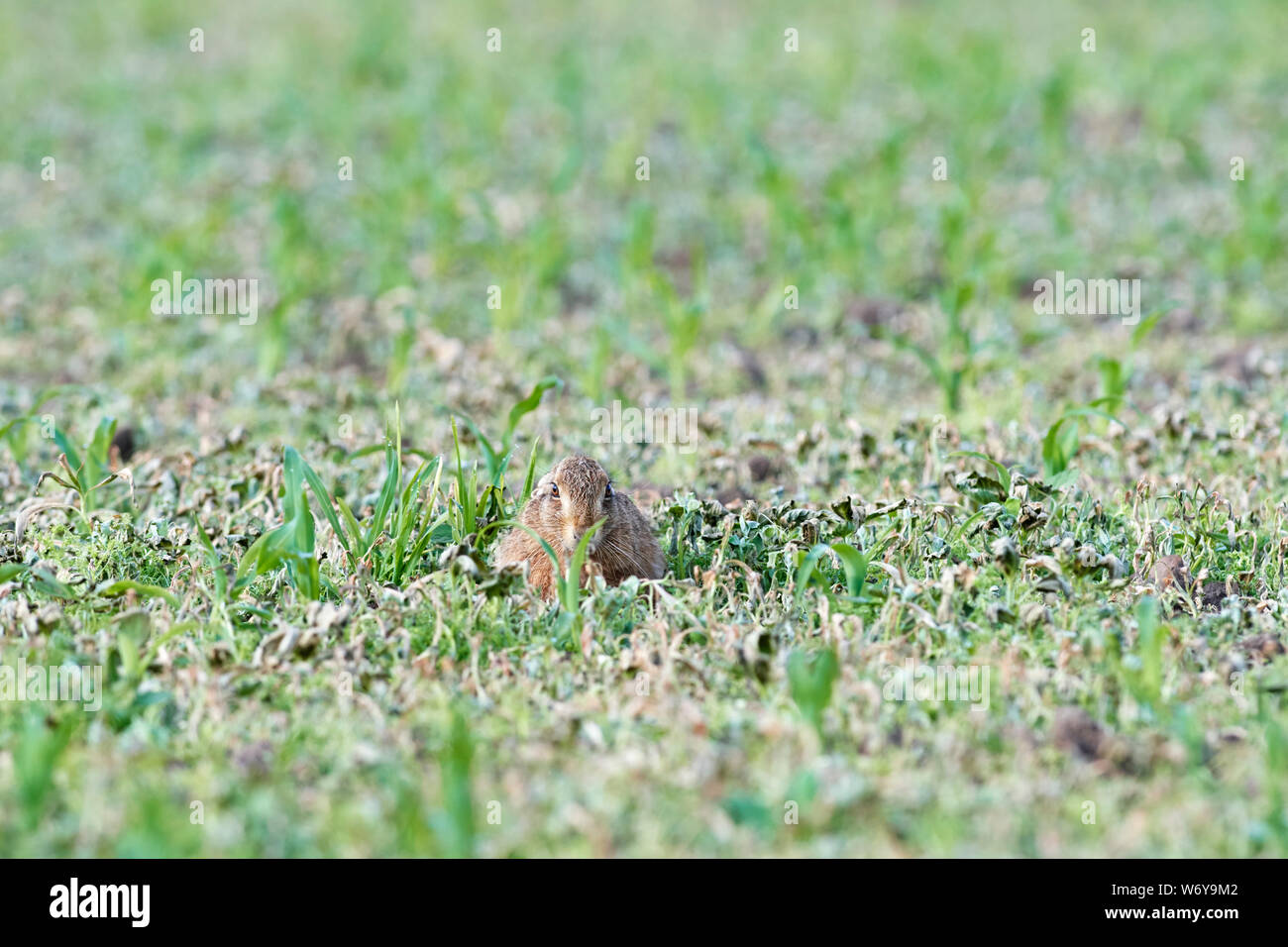 Lièvre brun (Lepus europaeus) UK Banque D'Images