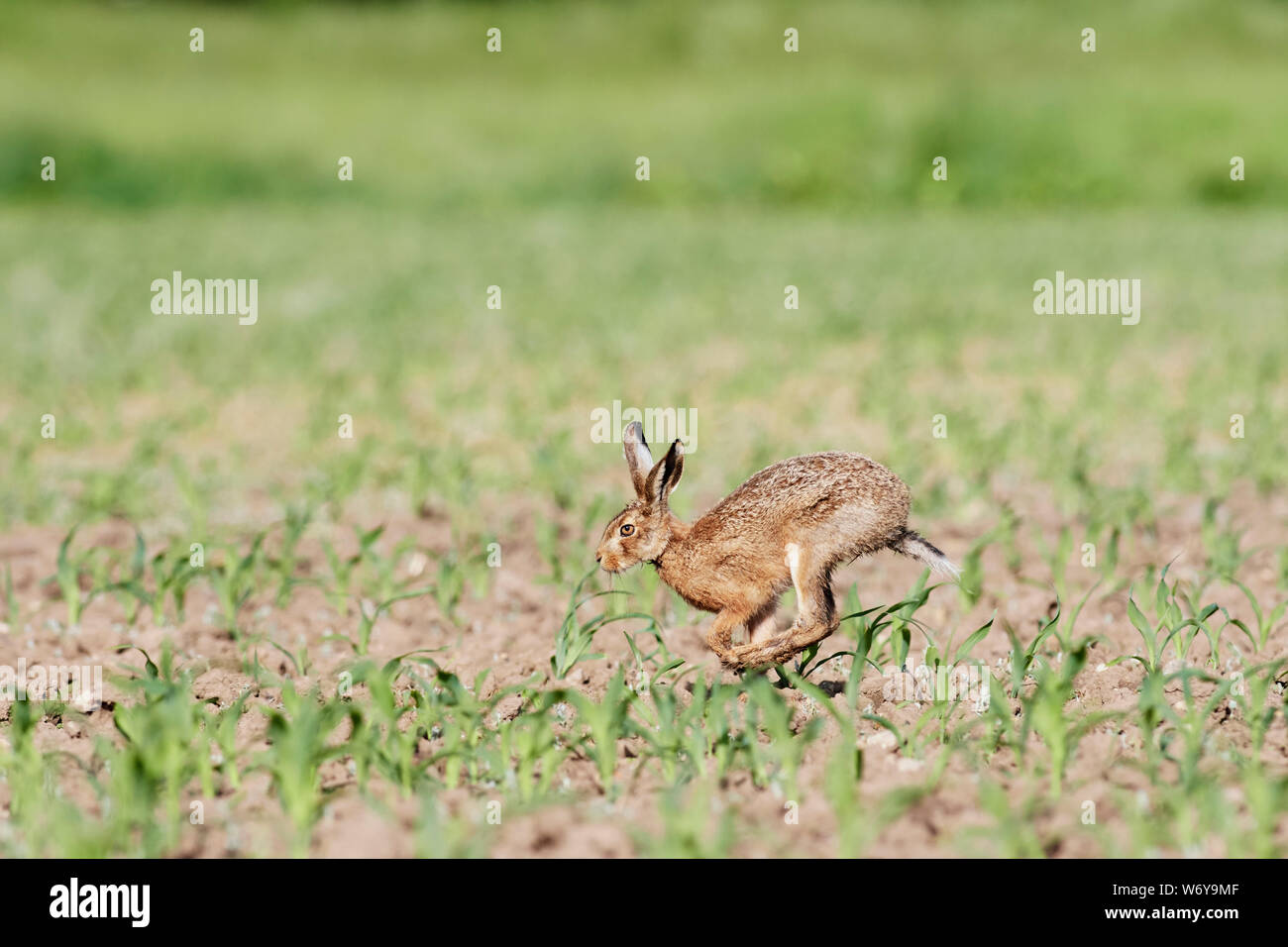 Lièvre brun (Lepus europaeus) UK Banque D'Images