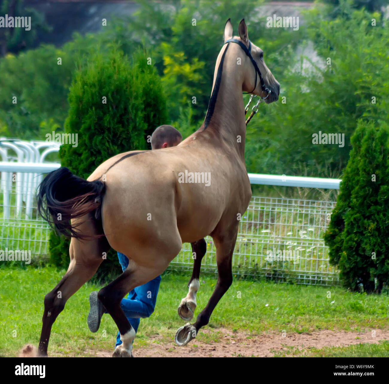 Portrait d'un cheval akhal-teke ahd formateur. Banque D'Images