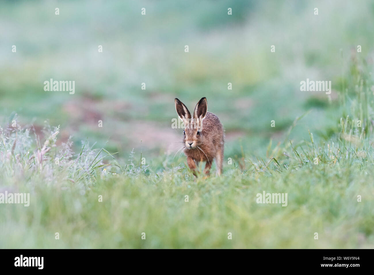 Lièvre brun (Lepus europaeus) UK Banque D'Images