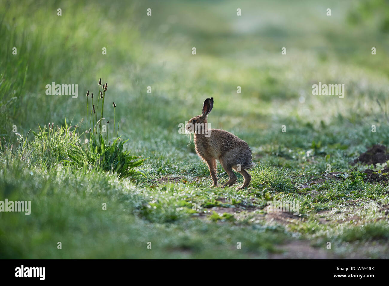 Lièvre brun (Lepus europaeus) UK Banque D'Images