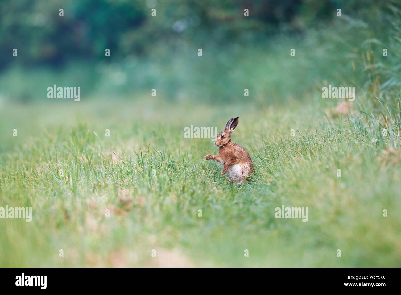 Lièvre brun (Lepus europaeus) UK Banque D'Images