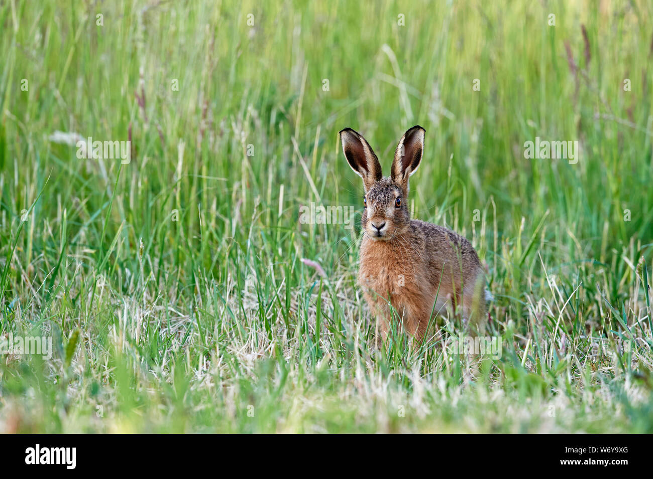 Lièvre brun (Lepus europaeus) UK Banque D'Images