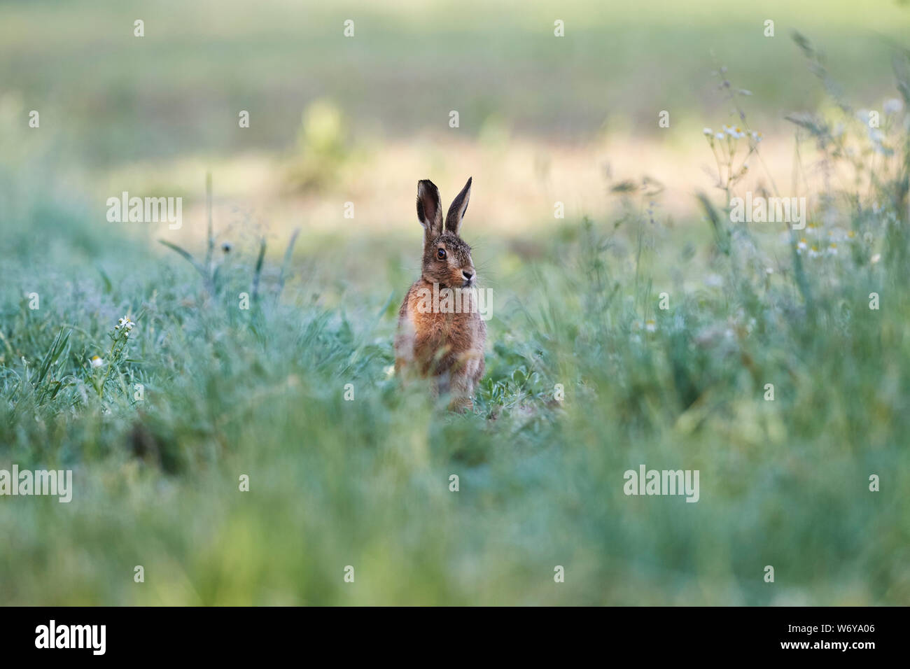 Lièvre brun (Lepus europaeus) UK Banque D'Images