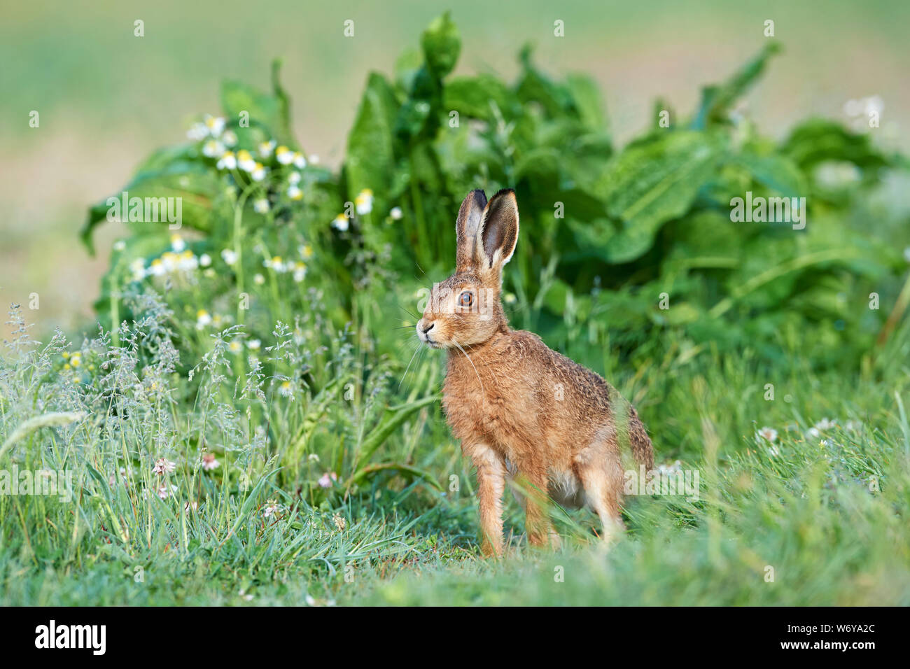 Lièvre brun (Lepus europaeus) UK Banque D'Images