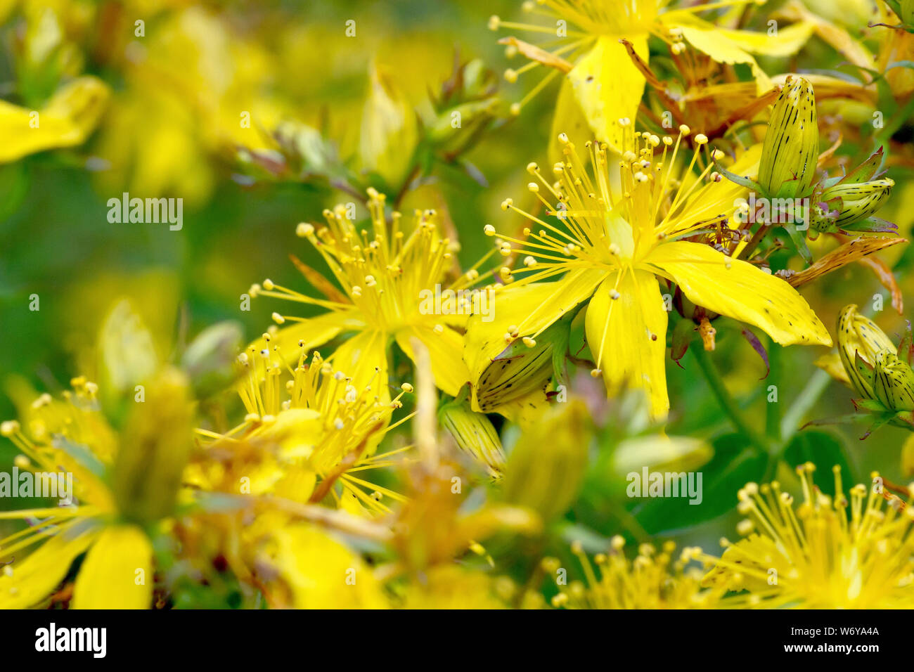 Perforer ou commune St. John's-millepertuis (hypericum perforatum), close up des fleurs. Banque D'Images