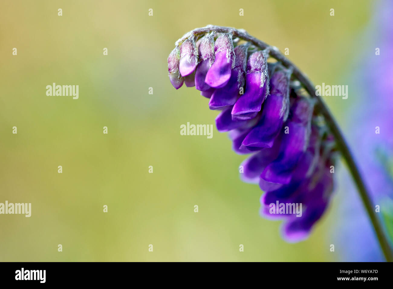 Vesce jargeau (Vicia cracca), gros plan d'une simple tige de boutons de fleurs avec une faible profondeur de champ. Banque D'Images