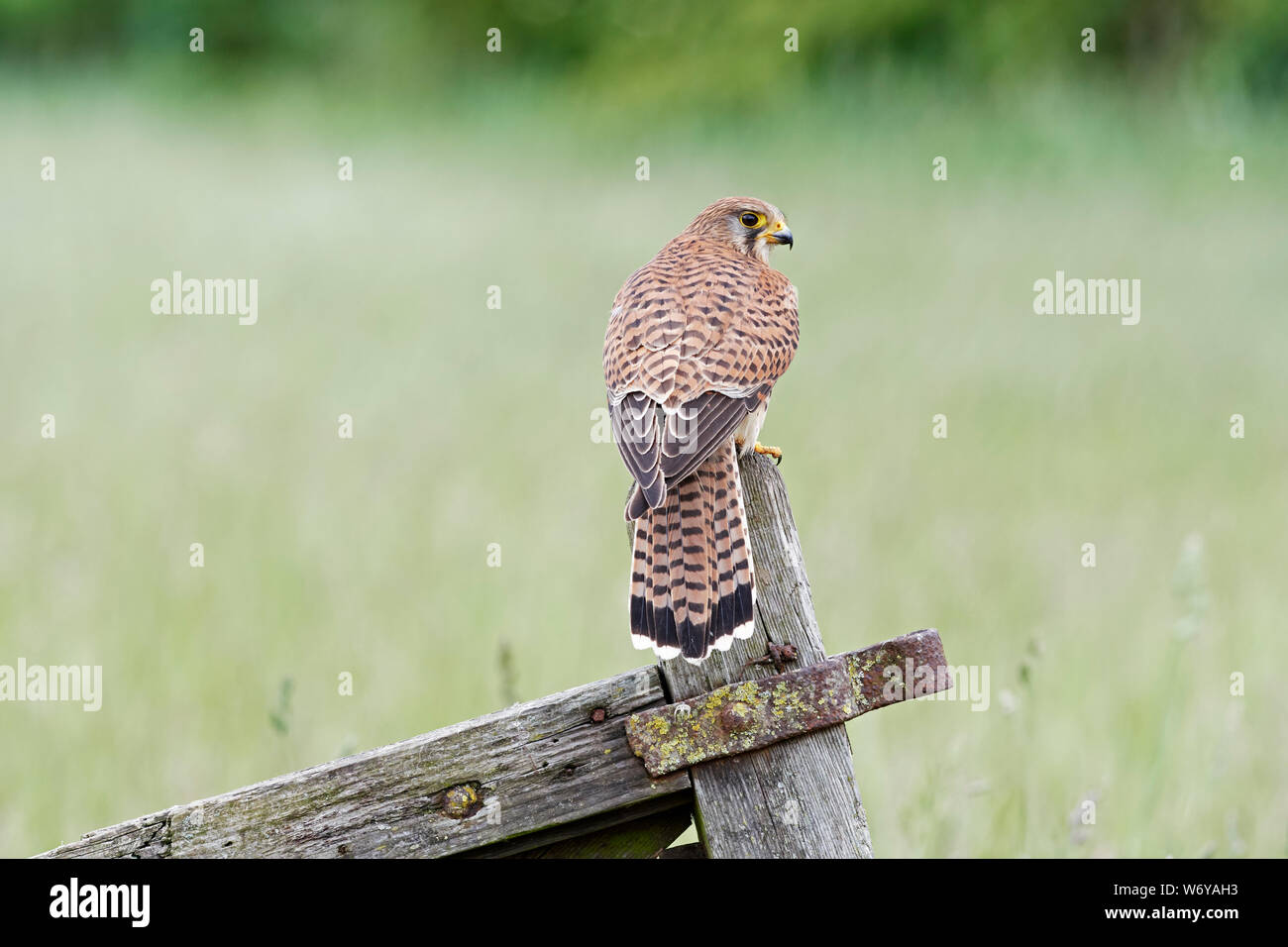 Crécerelle (Falco tinnunculus) UK Banque D'Images