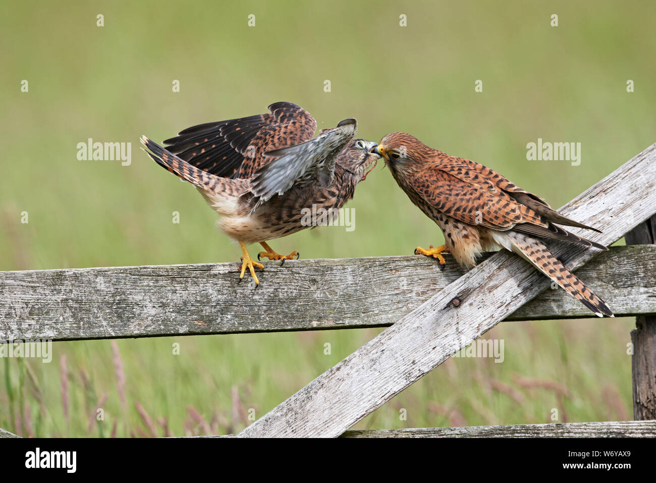 Crécerelle (Falco tinnunculus) UK Banque D'Images