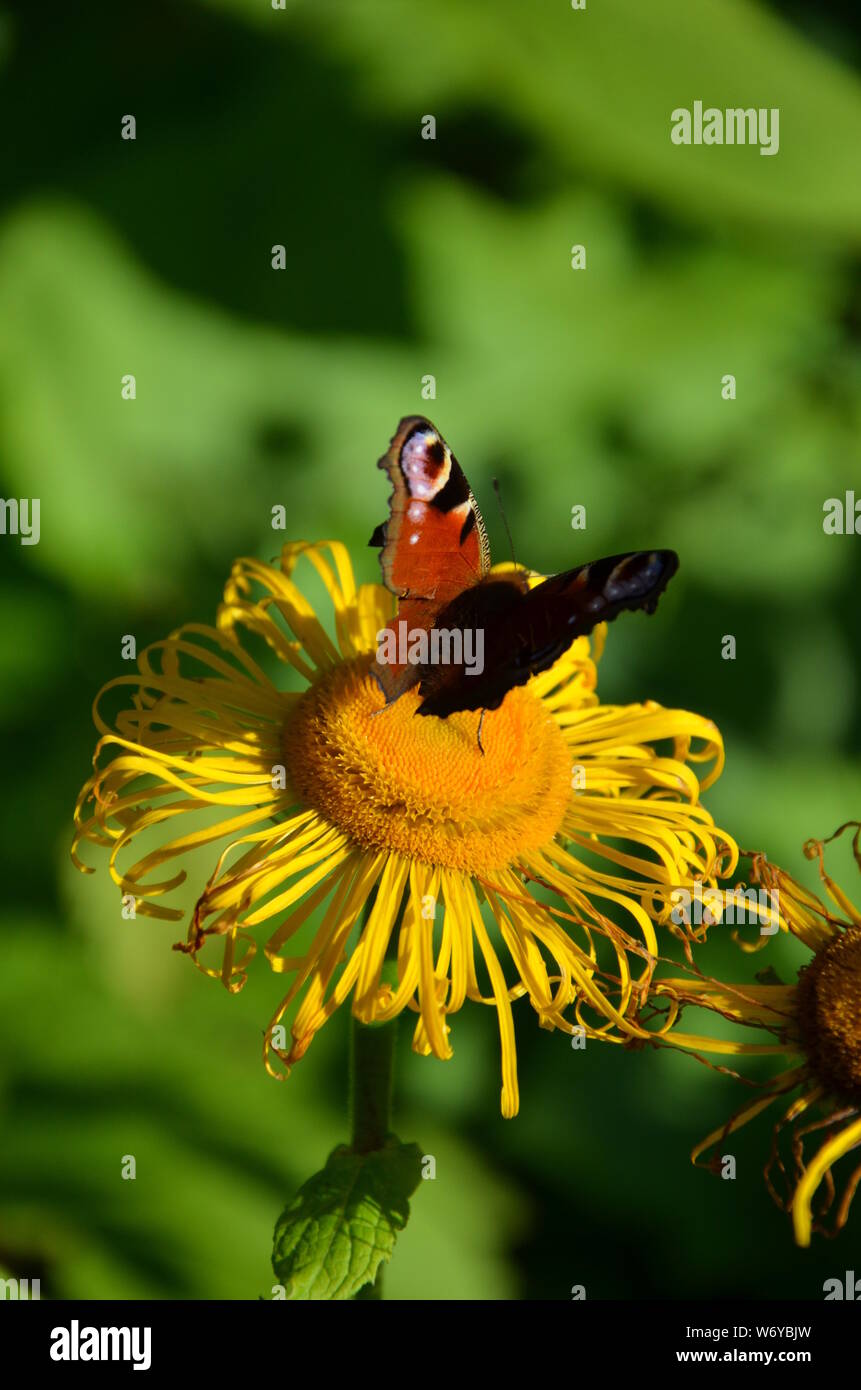 Un papillon sur fleur Banque D'Images