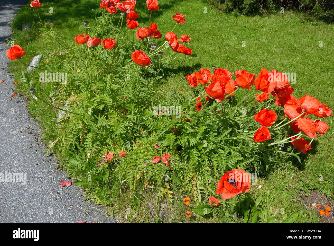 Coquelicots, Mohnblumen Banque D'Images