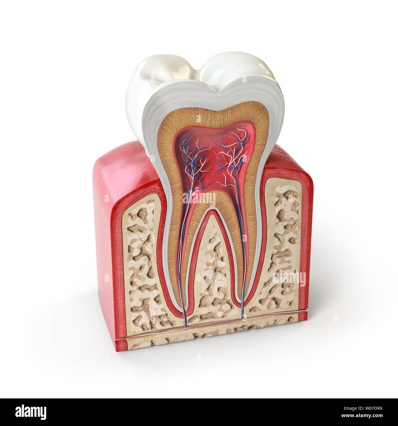 L'anatomie des dents dentaires. La section transversale des droits de l'tooth isolé sur blanc. 3d illustration Banque D'Images