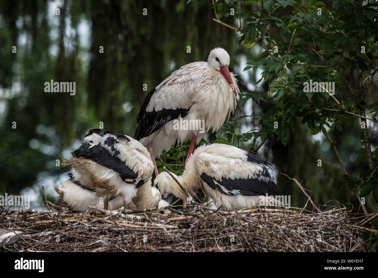 Une cigogne blanche famille dans son nid dans un jardin d'oiseaux en Allemagne Banque D'Images