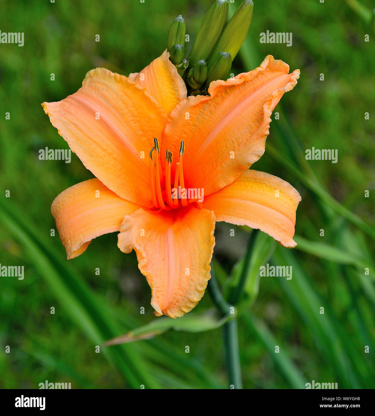 Belle floraison Hemerocallis Hémérocalle orange ou close up dans le jardin d'été. Des fleurs délicates avec des feuilles. Le jardinage, la floriculture et la Banque D'Images