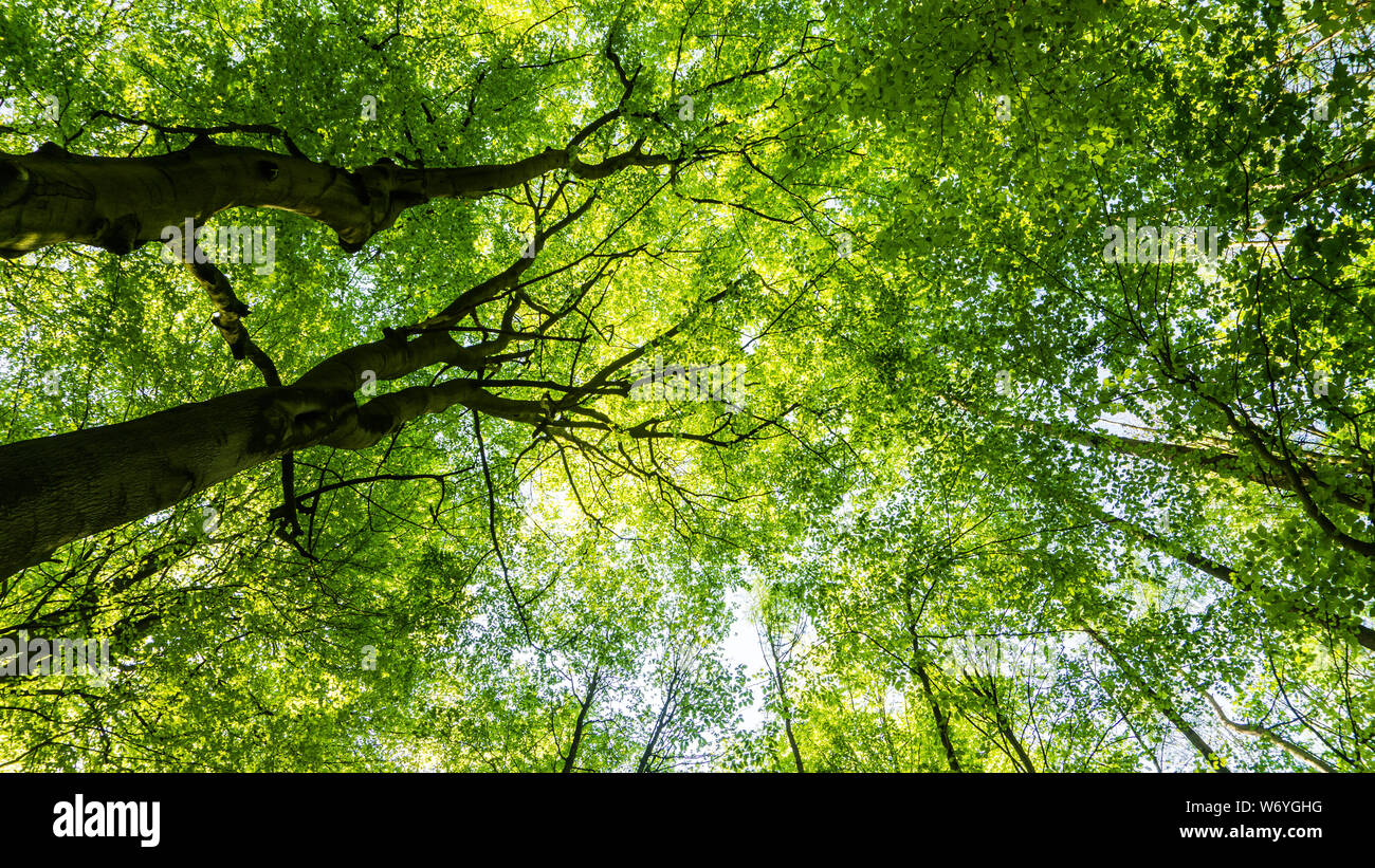 Tree Tops in forest Banque D'Images