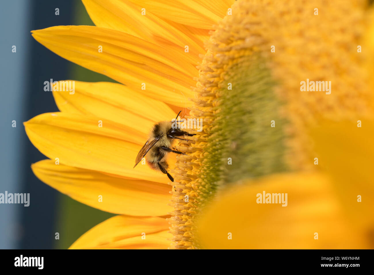 Bumble Bee tricolore sur un tournesol Banque D'Images