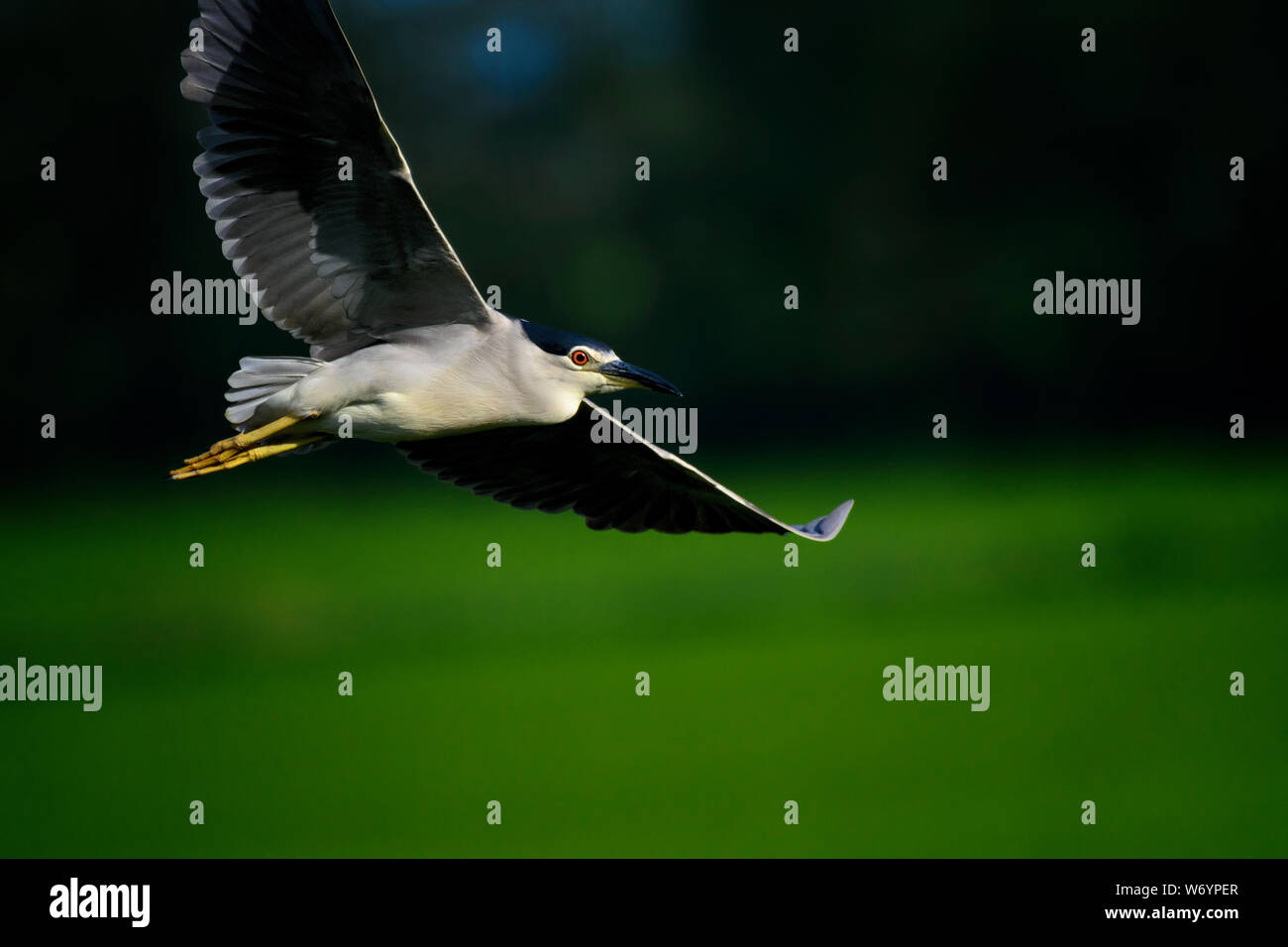 Voile d'oiseau avec ailes à pointes sur terrain vert Banque D'Images