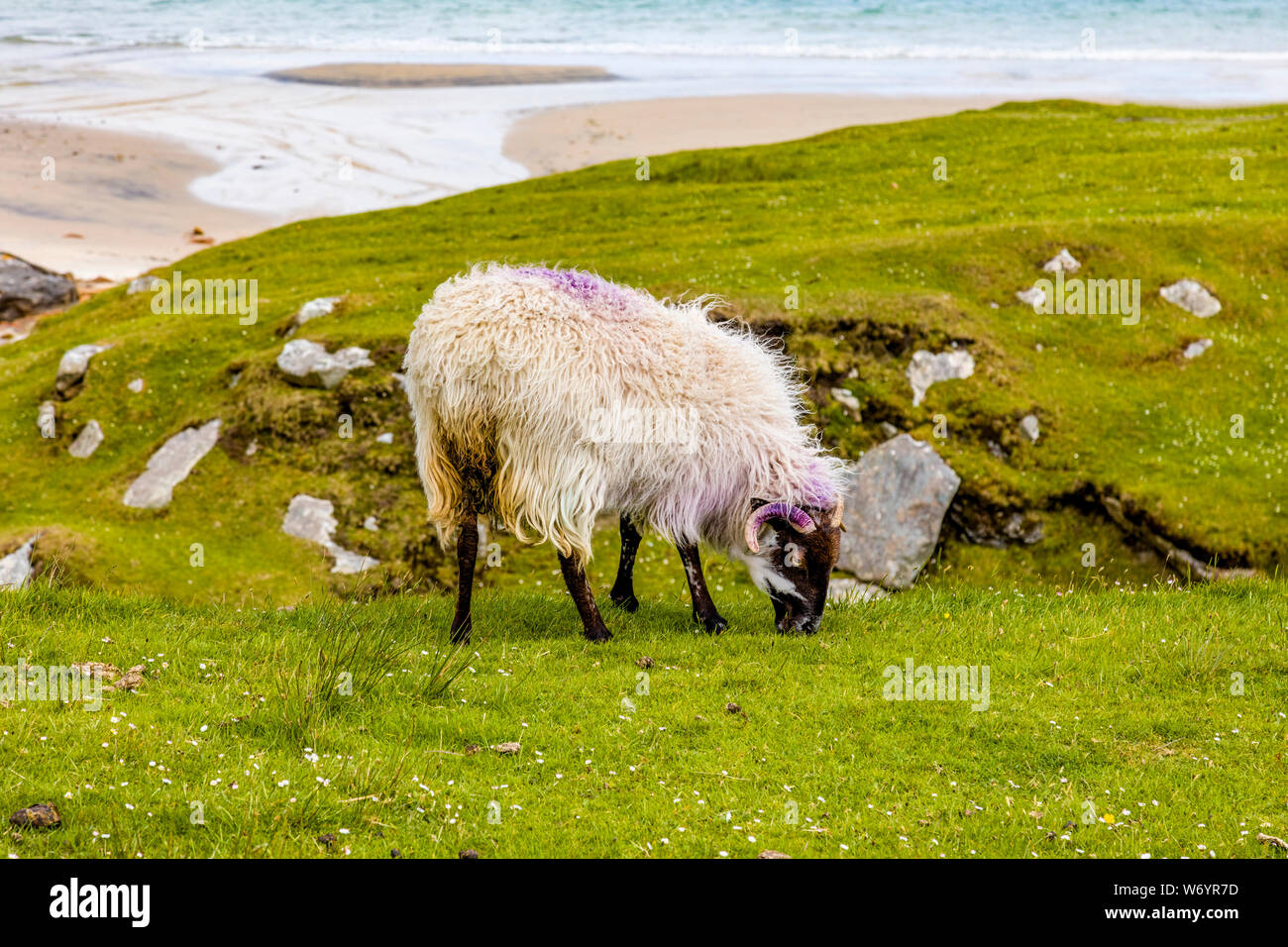 Moutons sur Achill Island, dans le comté de Mayo Irlande Banque D'Images